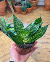Sansevieria 'Hahnii' - Plant Daddy
