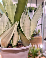 Sansevieria ‘Silver Sword’ (Snake plant) - Plant Daddy