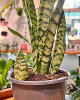 Sansevieria trifasciata ‘Laurentii’ (Snake plant) - Plant Daddy