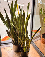Sansevieria trifasciata ‘Laurentii’ (Snake plant) - Plant Daddy