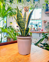 Sansevieria trifasciata 'Superba' - Plant Daddy