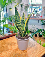 Sansevieria trifasciata 'Superba' - Plant Daddy