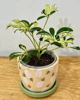 Schefflera arboricola ‘Madame de Smet’ - Plant Daddy