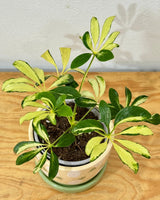 Schefflera arboricola ‘Madame de Smet’ - Plant Daddy