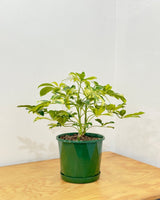 Schefflera arboricola ‘Madame de Smet’ - Plant Daddy