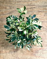 Schefflera 'Variegata' - Plant Daddy