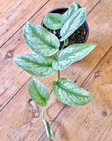 Scindapsus pictus 'Satin Pothos' - Plant Daddy