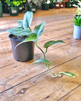 Scindapsus pictus 'Satin Pothos' - Plant Daddy