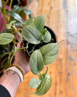 Scindapsus pictus ‘Silver Hero’ - Plant Daddy