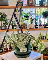 Scindapsus pictus ‘Silver Lady’ - Plant Daddy