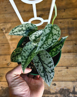 Scindapsus pictus ‘Silver Lady’ - Plant Daddy