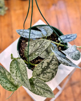 Scindapsus pictus ‘Silver Lady’ - Plant Daddy
