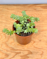 Sedum morganianum (Donkeys Tail) - Plant Daddy
