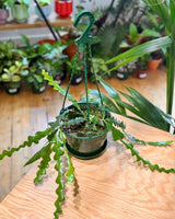 Selenicereus anthonyanus Zig Zag Cactus - Plant Daddy