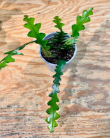 Selenicereus anthonyanus Zig Zag Cactus - Plant Daddy