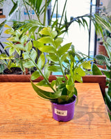 Selenicereus chrysocardium (Fern Leaf Cactus) - Plant Daddy