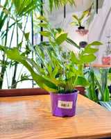 Selenicereus chrysocardium (Fern Leaf Cactus) - Plant Daddy