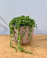 Senecio rowleyanus (String of Pearls) - Plant Daddy