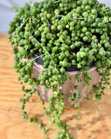 Senecio rowleyanus (String of Pearls) - Plant Daddy