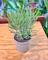 Senecio serpens (Blue Chalksticks) - Plant Daddy