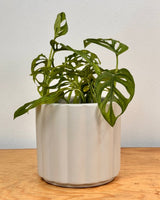 Soft - wave Plush Ceramic Pot - Plant Daddy