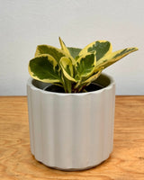 Soft - wave Plush Ceramic Pot - Plant Daddy