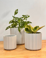 Soft - wave Plush Ceramic Pot - Plant Daddy