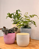Sorbet Glow Ceramic Pot - Plant Daddy
