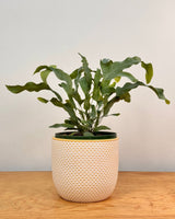 Sorbet Glow Ceramic Pot - Plant Daddy