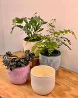 Sorbet Glow Ceramic Pot - Plant Daddy