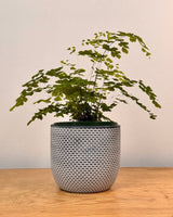 Sorbet Glow Ceramic Pot - Plant Daddy