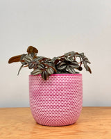 Sorbet Glow Ceramic Pot - Plant Daddy