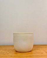 Sorbet Glow Ceramic Pot - Plant Daddy