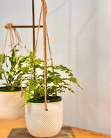 Sorbet Glow Hanging Pot - Plant Daddy