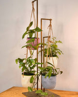 Sorbet Glow Hanging Pot - Plant Daddy