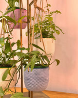 Sorbet Glow Hanging Pot - Plant Daddy
