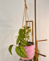 Sorbet Glow Hanging Pot - Plant Daddy