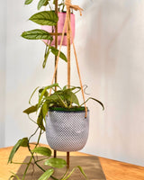 Sorbet Glow Hanging Pot - Plant Daddy