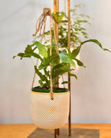 Sorbet Glow Hanging Pot - Plant Daddy