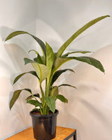 Spathipyllum ‘Sensation’ (Peace Lily) - Plant Daddy