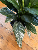Spathipyllum ‘Sensation’ variegated - Plant Daddy