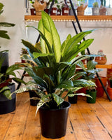 Spathipyllum ‘Sensation’ variegated - Plant Daddy