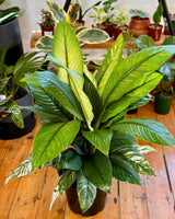 Spathipyllum ‘Sensation’ variegated - Plant Daddy