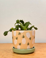 Sprinkle and Bloom Pot - Plant Daddy