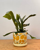 Sprinkle and Bloom Pot - Plant Daddy