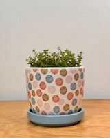 Sprinkle and Bloom Pot - Plant Daddy