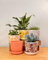 Sprinkle and Bloom Pot - Plant Daddy