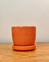 Sprinkle and Bloom Pot - Plant Daddy