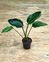 Strelitzia nicolai (Giant Bird of Paradise) - Plant Daddy