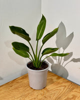 Strelitzia reginae (Bird of Paradise) - Plant Daddy